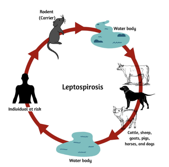 Leptospirosis: Prevención a través del Control de Plagas