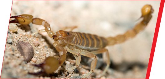 Alacranes