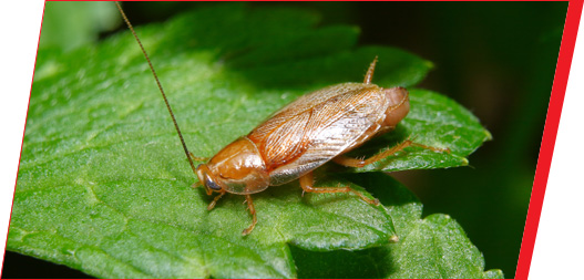 Cucarachas